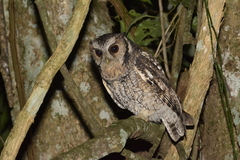 Megascops sanctaecatarinae