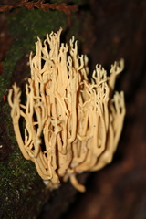 Ramaria acrisiccescens