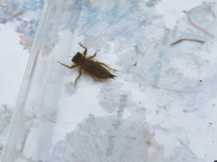 Cordulegaster boltonii