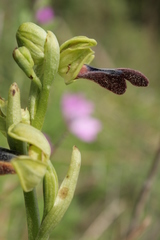 Ophrys fusca iricolor