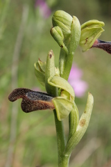 Ophrys fusca iricolor