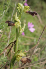 Ophrys fusca iricolor
