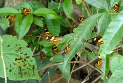 Mechanitis lysimnia nesaea