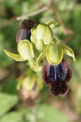 Ophrys fusca iricolor
