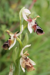 Ophrys reinholdii reinholdii
