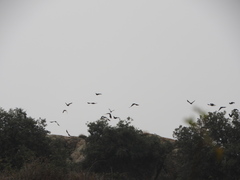 Pyrrhocorax pyrrhocorax