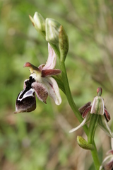Ophrys reinholdii reinholdii