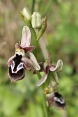 Ophrys reinholdii reinholdii