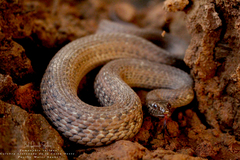 Thamnophis validus