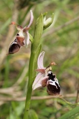 Ophrys reinholdii reinholdii