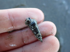 Zeacumantus lutulentus