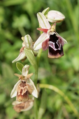 Ophrys reinholdii reinholdii