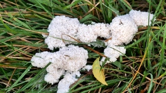 Fuligo cinerea