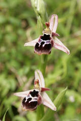 Ophrys reinholdii reinholdii