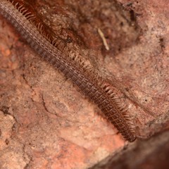 Schizopetalidea