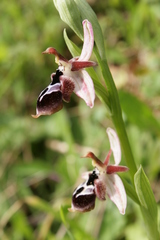 Ophrys reinholdii reinholdii