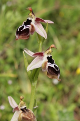 Ophrys reinholdii reinholdii