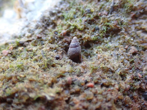 Eatoniella olivacea, 2020-11-14