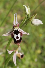 Ophrys reinholdii reinholdii