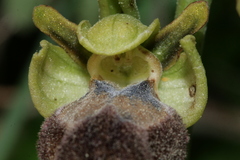 Ophrys fusca iricolor