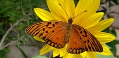 Dione vanillae