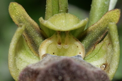 Ophrys fusca iricolor