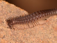 Schizopetalidea