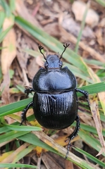 Typhaeus