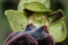 Ophrys fusca iricolor