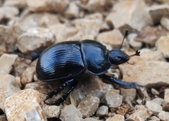 Typhaeus