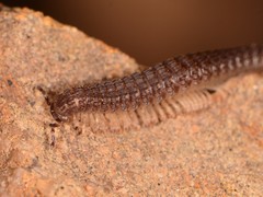 Schizopetalidea