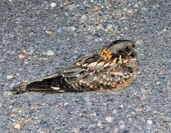 Caprimulgus ruficollis