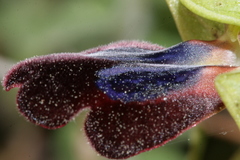 Ophrys fusca iricolor