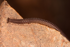 Schizopetalidea