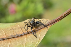 Coryphasia