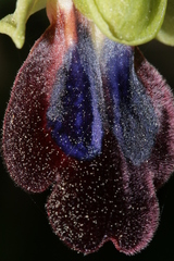 Ophrys fusca iricolor