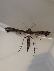 Michaelophorus indentatus