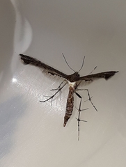 Michaelophorus indentatus