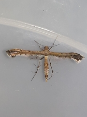 Michaelophorus indentatus