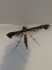 Michaelophorus indentatus