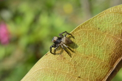 Coryphasia