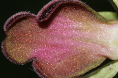 Ophrys fusca iricolor