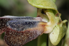 Ophrys fusca iricolor