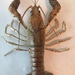 Free State Chimney Crayfish - Photo (c) ticonderoga-, some rights reserved (CC BY-NC)
