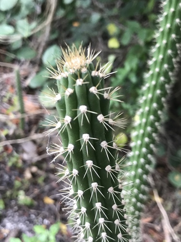 West-Coast Prickly Apple (Harrisia aboriginum)