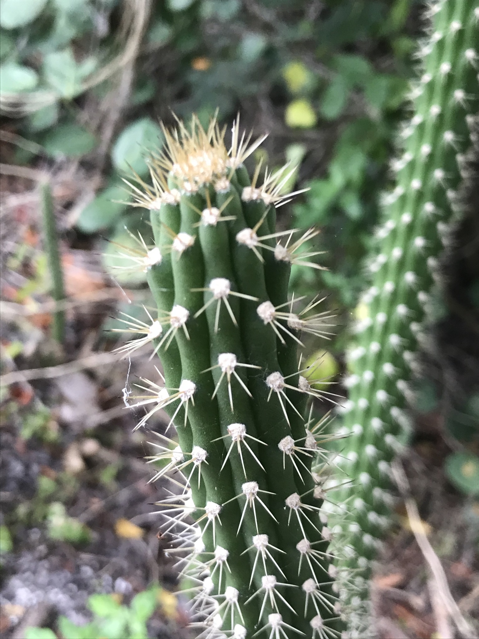 West-Coast Prickly Apple (Harrisia aboriginum)
