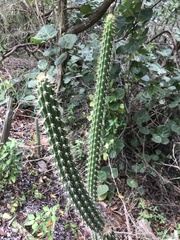 Harrisia aboriginum