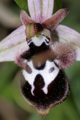 Ophrys reinholdii reinholdii