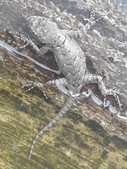 Sceloporus grammicus