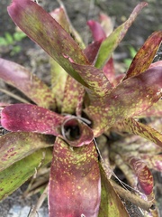 Neoregelia
